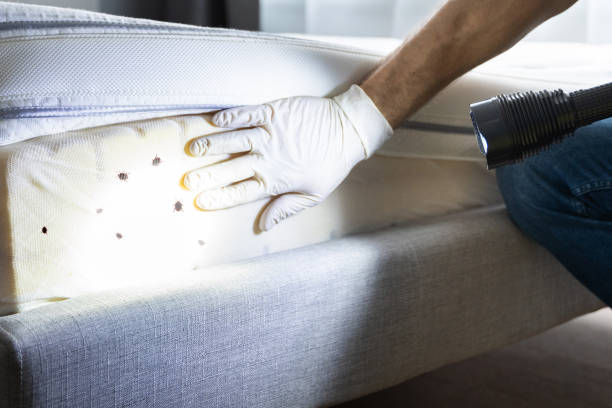 Best Wasp Removal Services  in Dauphin Island, AL