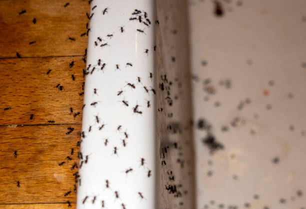 Best Flea Control Services  in Dauphin Island, AL