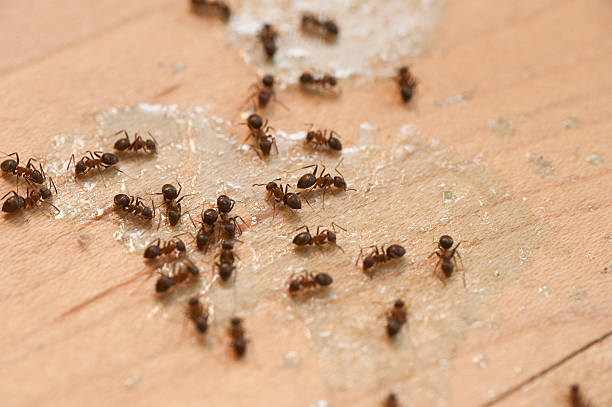Best Residential Pest Control  in Dauphin Island, AL