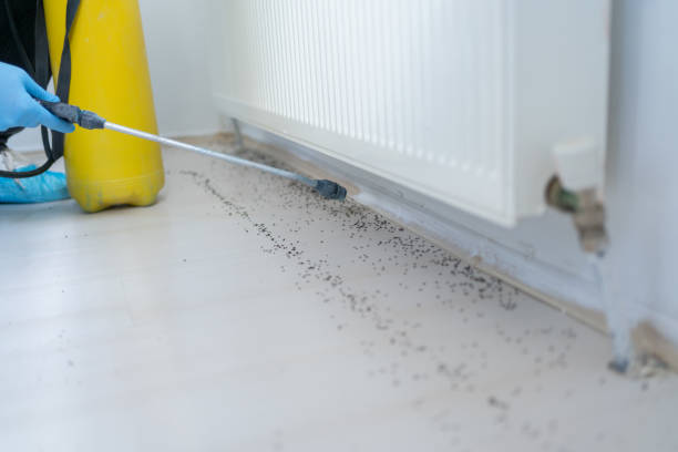 Best Local Pest Control Services  in Dauphin Island, AL