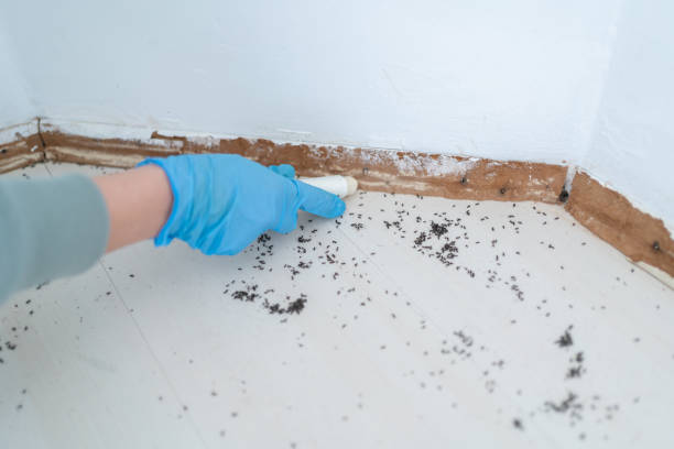 Best Best Pest Control Companies  in Dauphin Island, AL