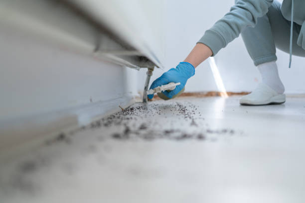 Flea Control Services in Dauphin Island, AL